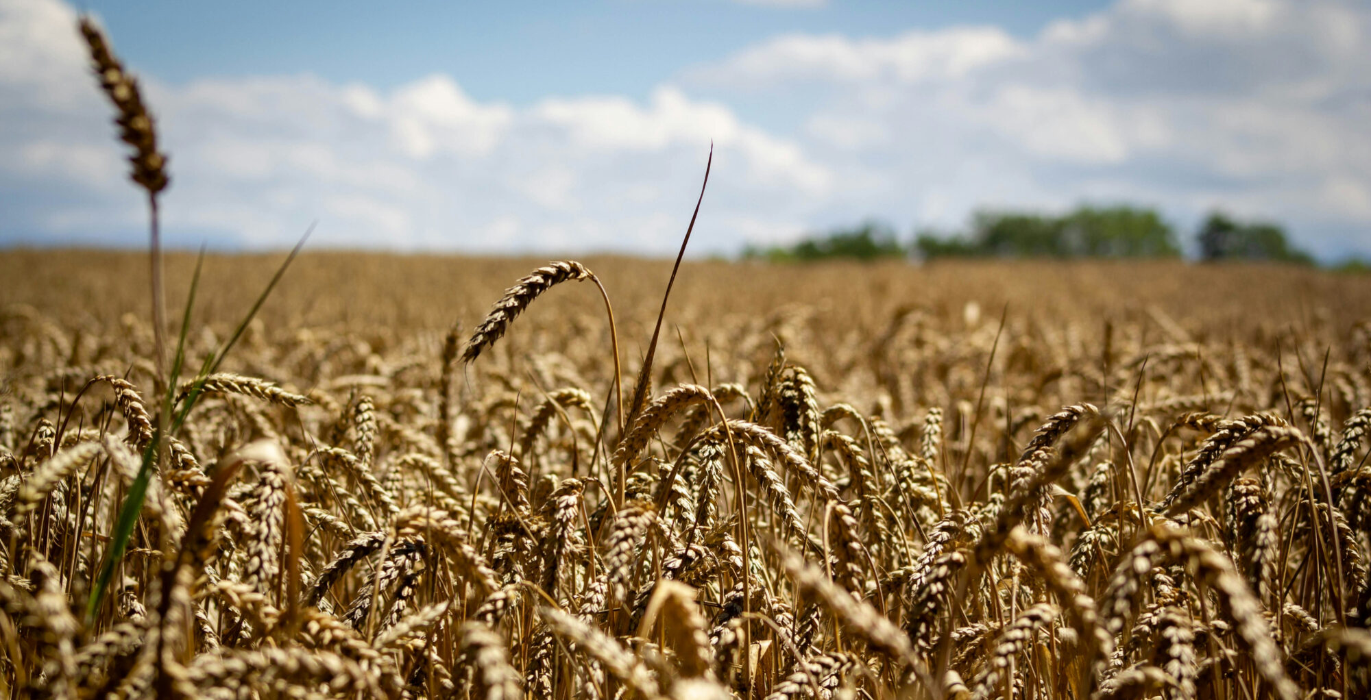 photo of a field of golden wheat